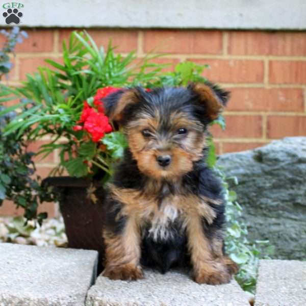 Snicker, Yorkie Puppy