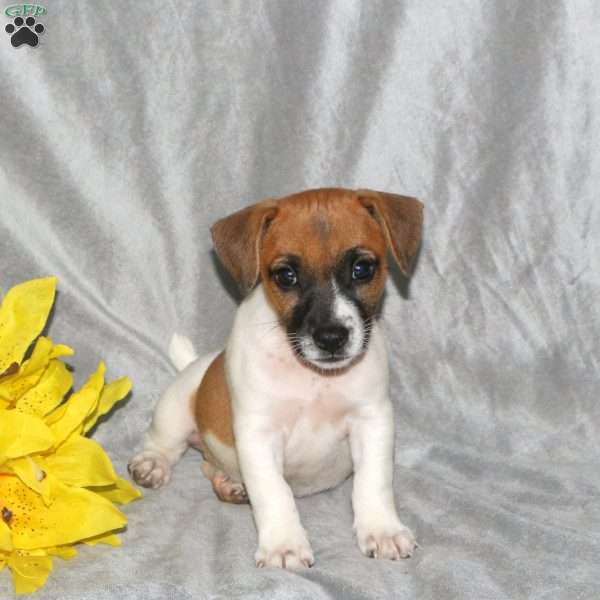 Snickers, Jack Russell Terrier Puppy