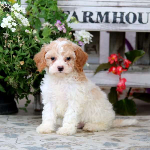 Snickers, Cavapoo Puppy