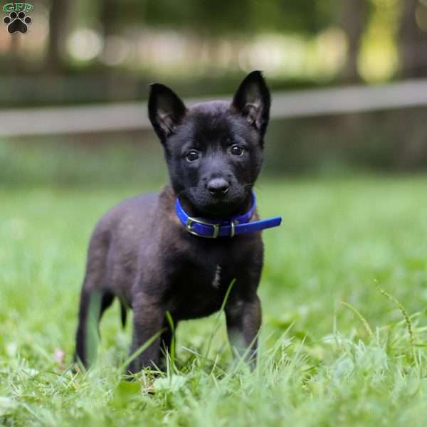 Sniper, Belgian Malinois Puppy