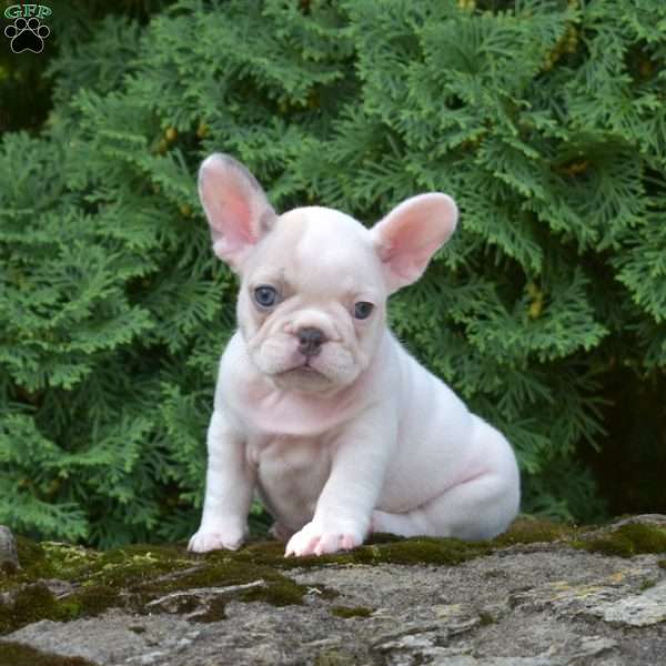 Snow, French Bulldog Puppy