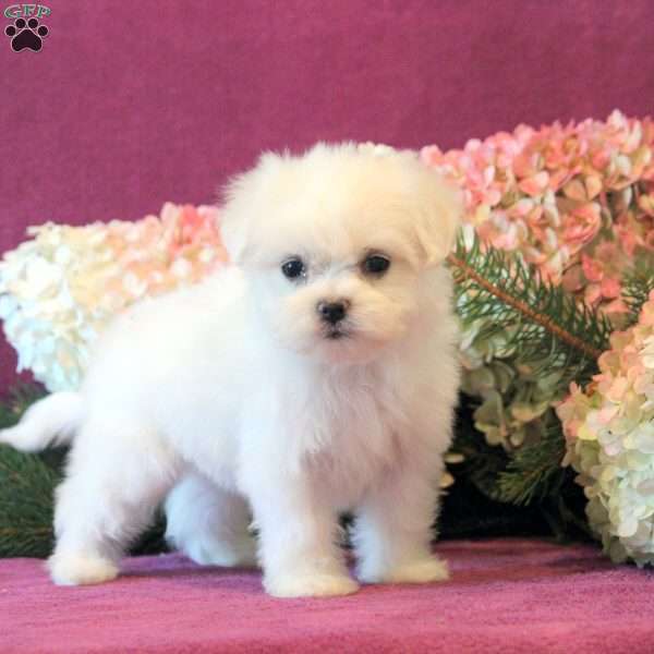 Snowflake, Maltese Puppy