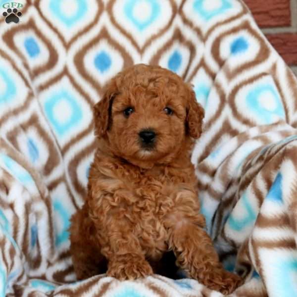 Snuggles, Miniature Poodle Puppy