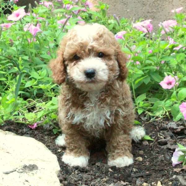 Socks, Toy Poodle Puppy