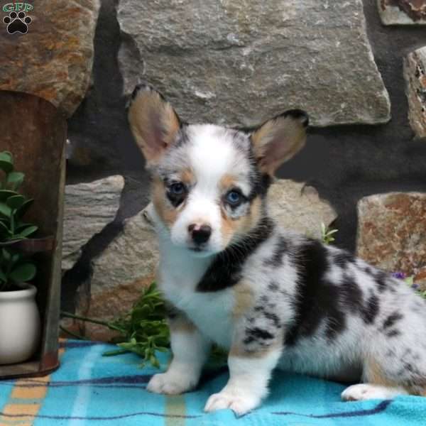 Sophia, Pembroke Welsh Corgi Puppy