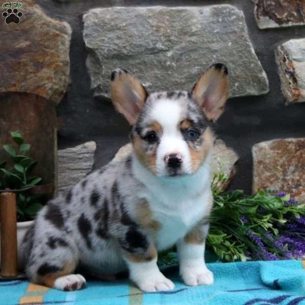 Solomon, Pembroke Welsh Corgi Puppy