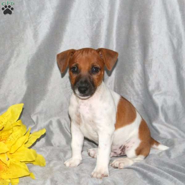 Sonny, Jack Russell Terrier Puppy