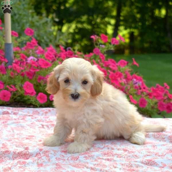 Sonny, Maltipoo Puppy