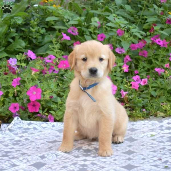 Sophia, Golden Retriever Puppy