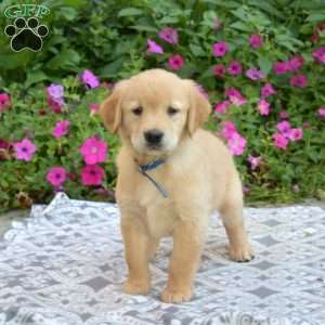 Sophia, Golden Retriever Puppy