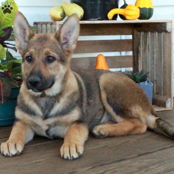 Sophie, German Shepherd Puppy