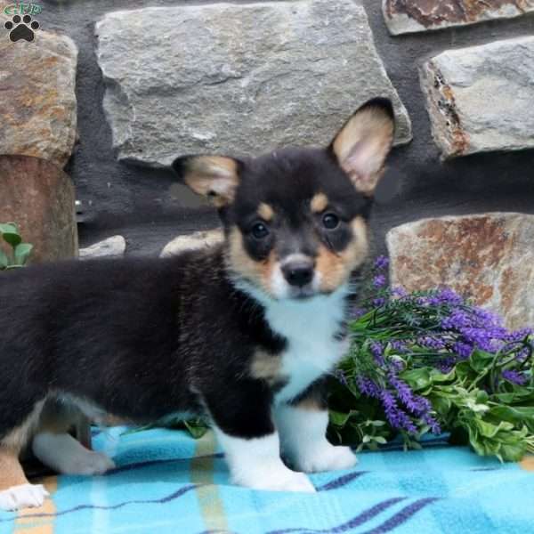 Soren, Pembroke Welsh Corgi Puppy