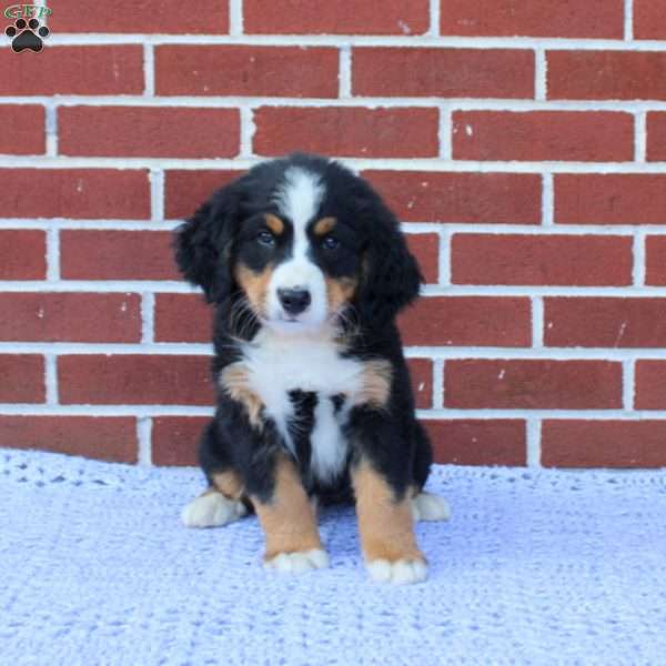 Sparkie, Bernese Mountain Dog Puppy