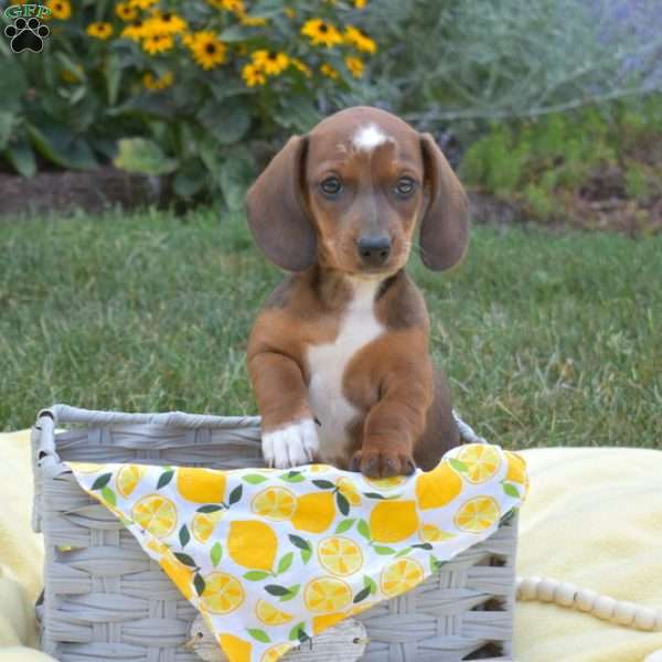 Sparky – Mini, Dachshund Puppy