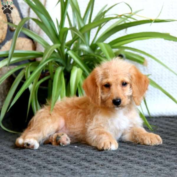 Sparky, Mini Labradoodle Puppy