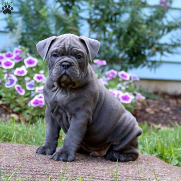 Sparky, Olde English Bulldogge Puppy