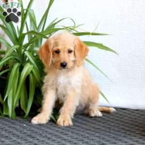 Sparky, Mini Labradoodle Puppy