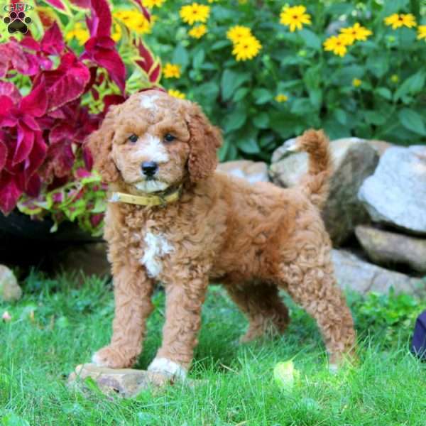 Special, Miniature Poodle Puppy