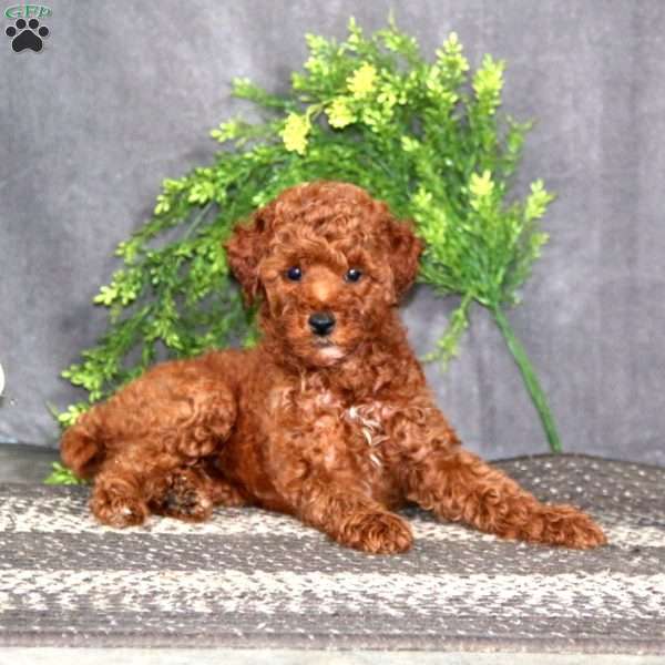 Special, Miniature Poodle Puppy