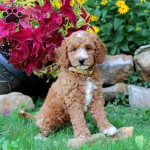 Special, Miniature Poodle Puppy