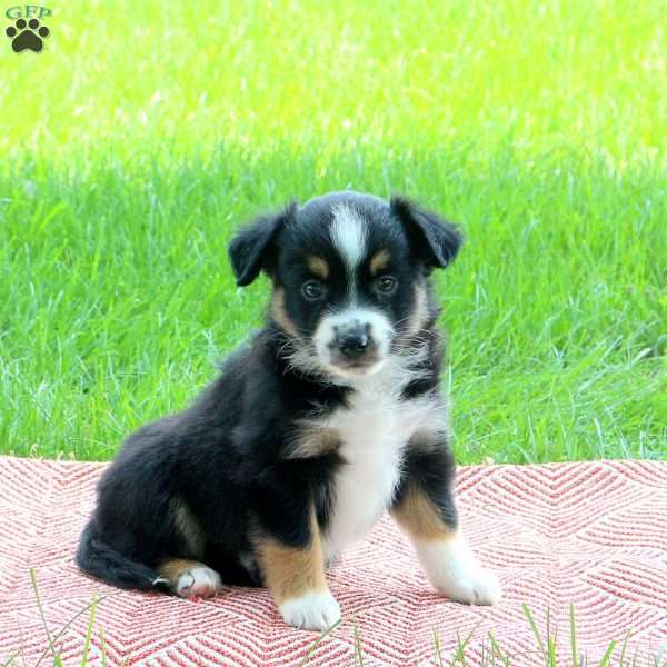 Spencer, Miniature Australian Shepherd Puppy