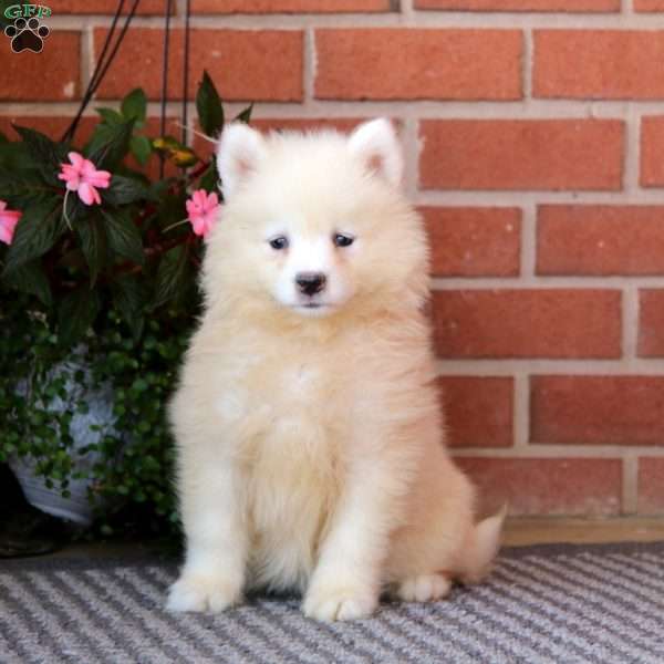 Spice, Samoyed Puppy