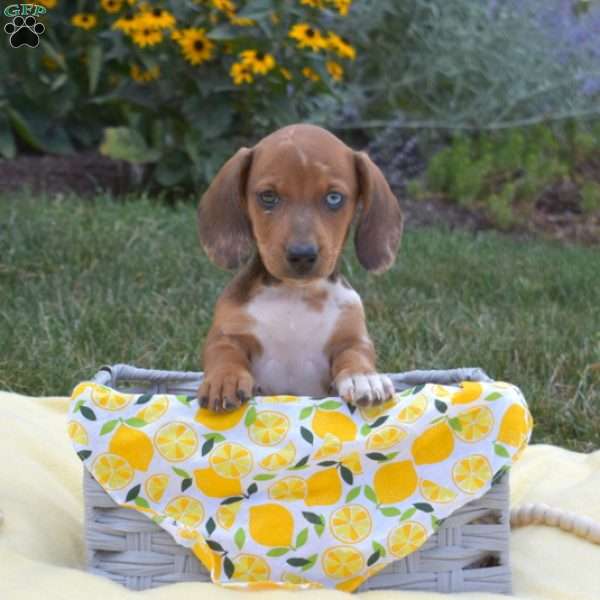 Splash – Mini, Dachshund Puppy