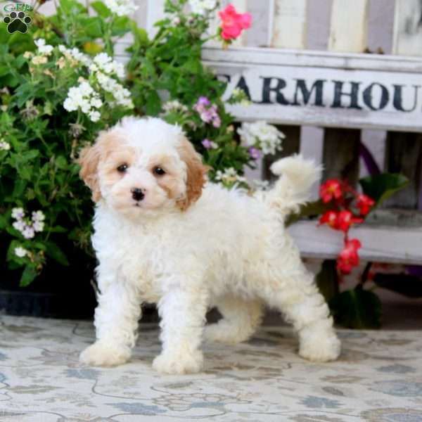 Sport, Cavapoo Puppy