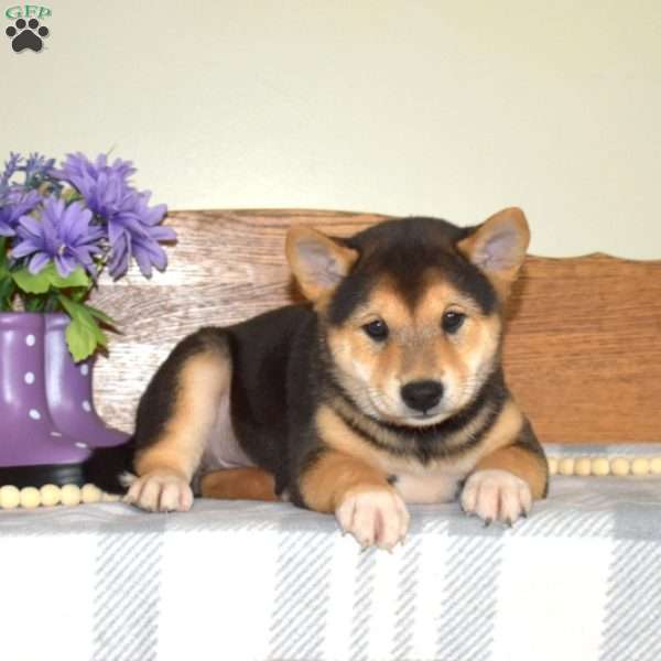 Sprinkles, Shiba Inu Puppy