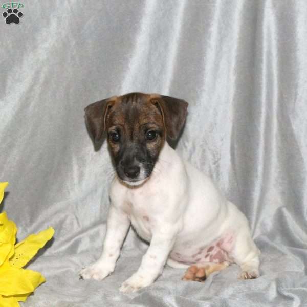 Sprinkles, Jack Russell Terrier Puppy