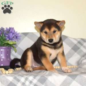 Sprinkles, Shiba Inu Puppy