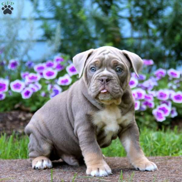 Sprite, Olde English Bulldogge Puppy