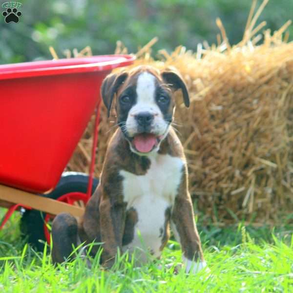 Spritz, Boxer Puppy