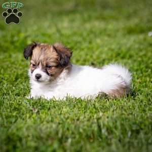 Stacy, Papillon Puppy