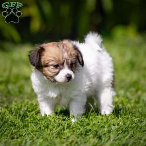 Stacy, Papillon Puppy