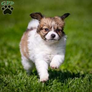 Stacy, Papillon Puppy