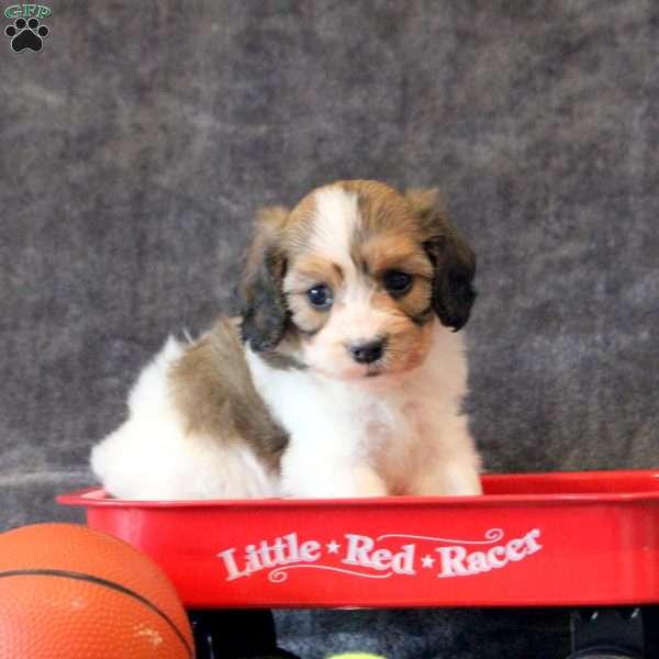 Stacy, Cavachon Puppy