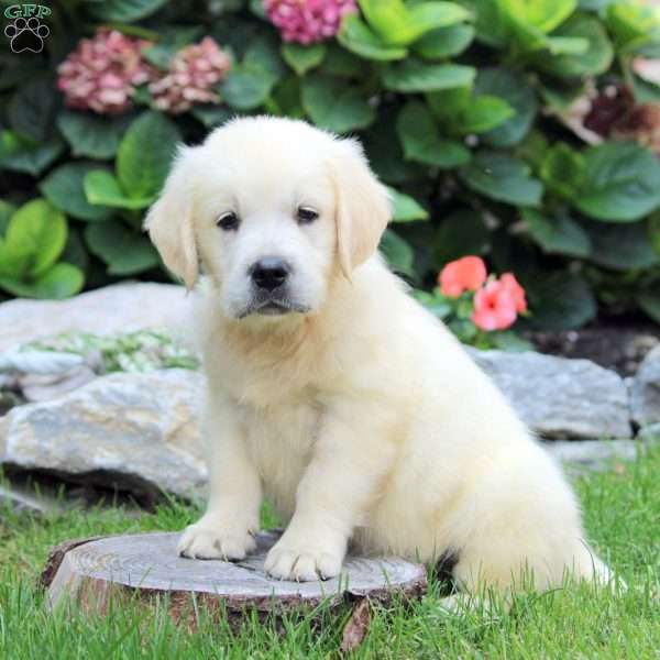 Stan, English Cream Golden Retriever Puppy