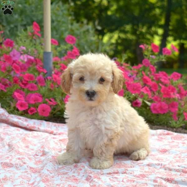 Stanley, Maltipoo Puppy