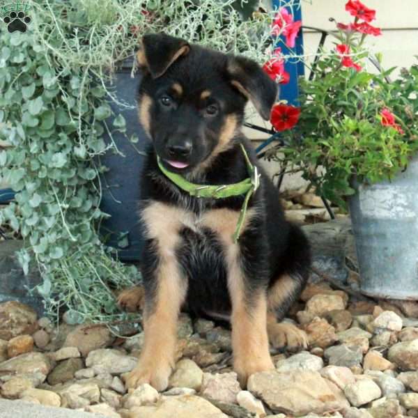 Star, German Shepherd Mix Puppy