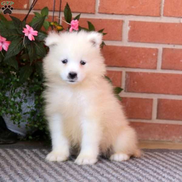 Star, Samoyed Puppy