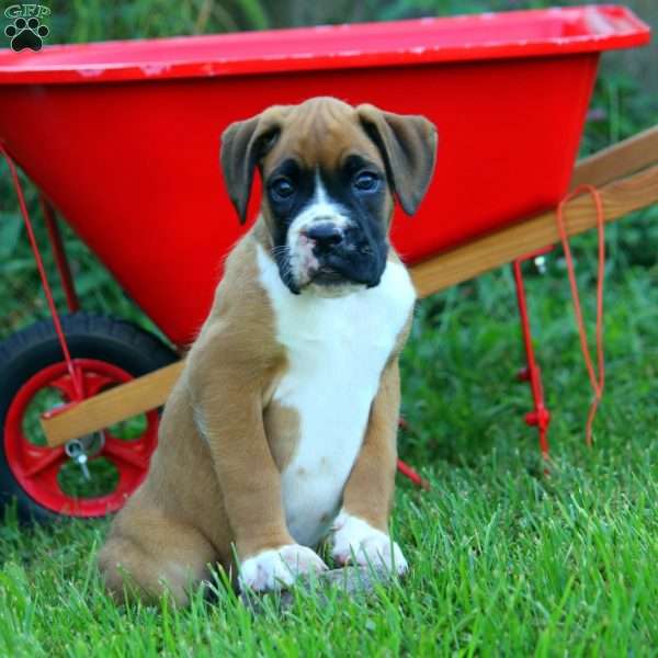 Starburst, Boxer Puppy