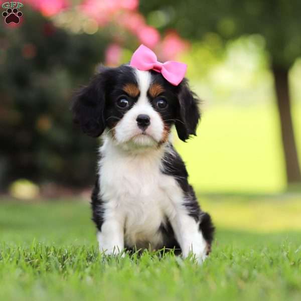 Starla, Cavalier King Charles Spaniel Puppy