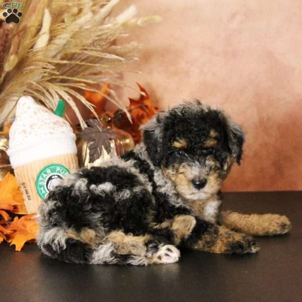 Star, Mini Bernedoodle Puppy