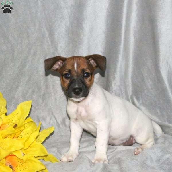 Starry, Jack Russell Terrier Puppy