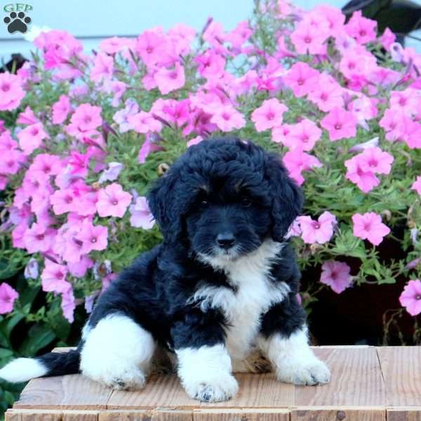 Stella, Mini Bernedoodle Puppy