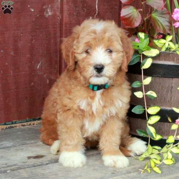 Stella, Mini Goldendoodle Puppy