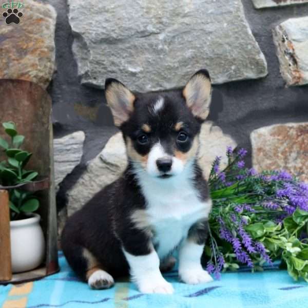 Stella, Pembroke Welsh Corgi Puppy