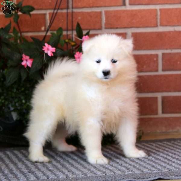 Stella, Samoyed Puppy