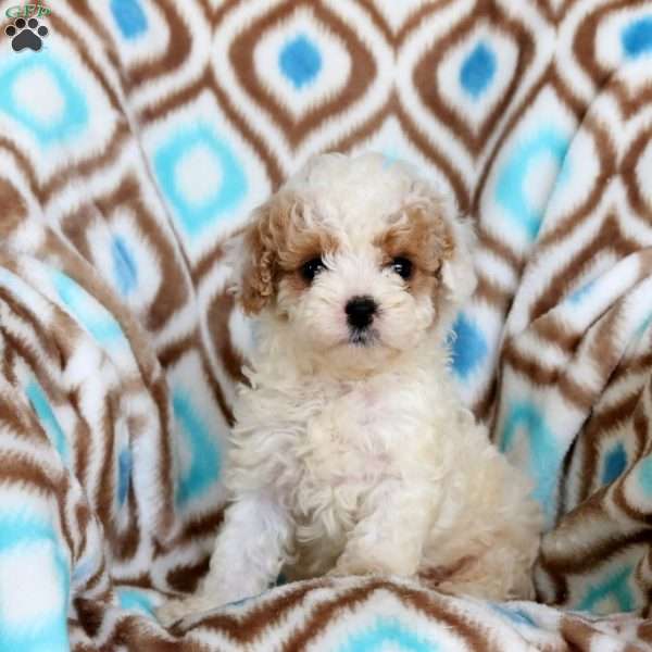 Stella, Miniature Poodle Puppy